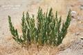 Rhazya stricta